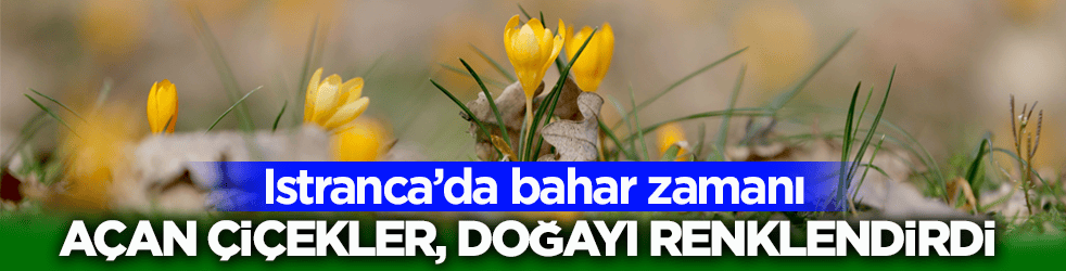 Istranca’da bahar zamanı! Açan çiçekler, doğayı renklendirdi