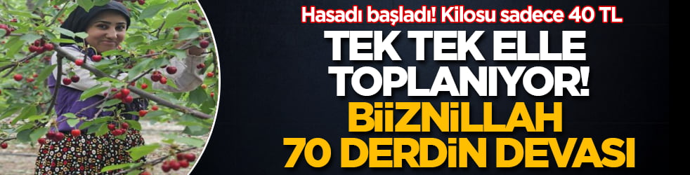 İzmir ve Manisa'da hasadı başladı! Kilosu sadece 40 TL: Tek tek elle toplanıyor, biiznillah 70 derdin devası