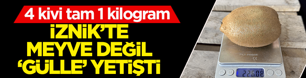İznik'te meyve değil ‘Gülle’ yetişti: 4 kivi tam 1 kilogram! 220 gramlık dev boyutuyla Avrupa pazarı sıraya girdi