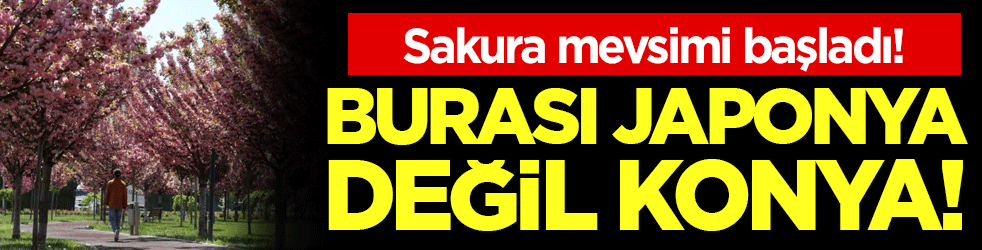 Burası Japonya değil Konya: Sakura mevsimi başladı!