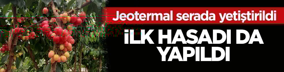 Jeotermal serada yetiştirildi! O kirazların ilk hasadı yapıldı