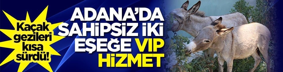 Kaçak gezileri kısa sürdü! Adana'da sahipsiz iki eşeğe VIP hizmet