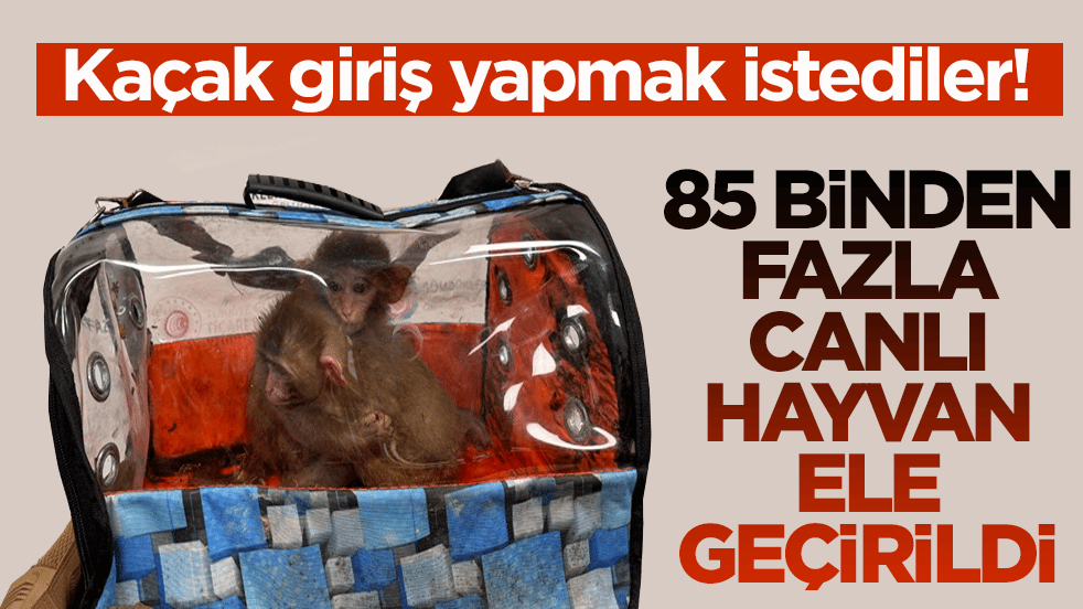 Kaçak giriş yapmak istediler! 85 binden fazla canlı hayvan ele geçirildi