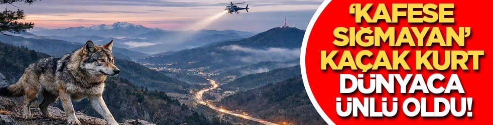 ‘Kafese sığmayan’ kaçak kurt dünyaca ünlü oldu!