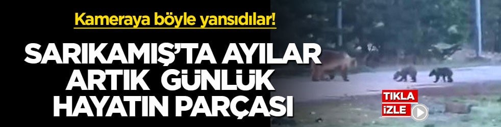 Kameraya böyle yansıdılar! Sarıkamış’ta ayılar artık günlük hayatın parçası