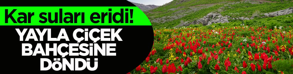Kar suları eridi! Yayla çiçek bahçesine döndü