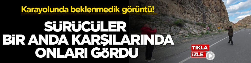Karayolunda beklenmedik görüntü! Sürücüler bir anda karşılarında onları gördü