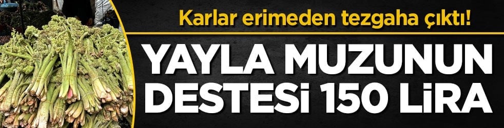 Karlar erimeden tezgaha çıktı! Yayla muzunun destesi 150 lira