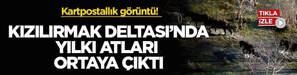 Kartpostallık görüntü! Kızılırmak Deltası’nda yılkı atları ortaya çıktı