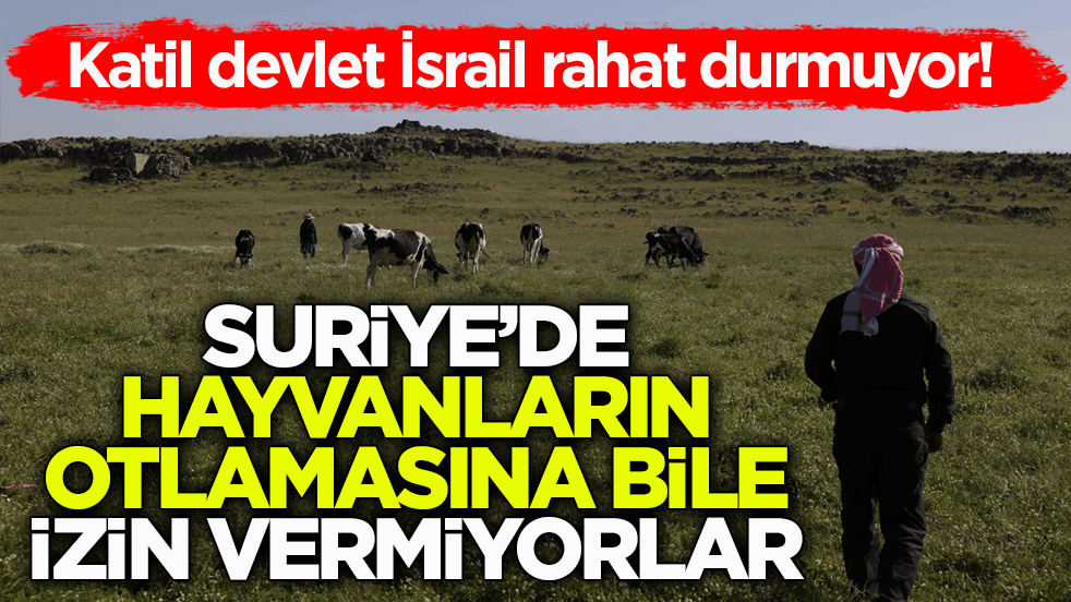 Katil devlet İsrail rahat durmuyor! Suriye’de hayvanların otlamasına bile izin vermiyorlar