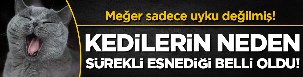 Kedilerin neden sürekli esnediği belli oldu! Meğer sadece uyku değilmiş!