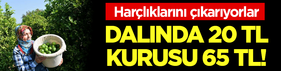 Kendi harçlıklarını çıkarıyorlar: Dalında 20 lira, kurusu 65 lira!