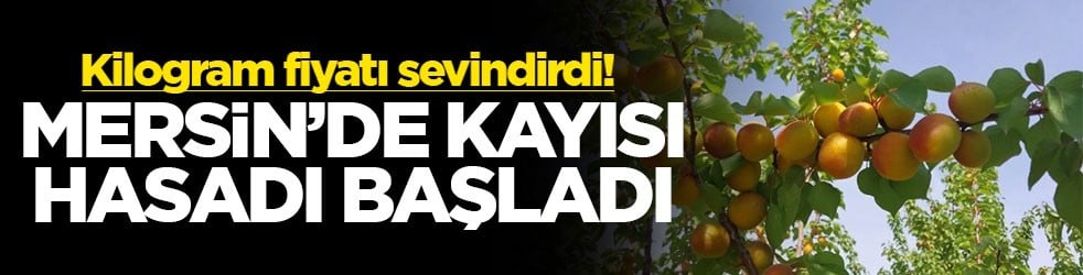 Kilogram fiyatı sevindirdi! Mersin'de kayısı hasadı başladı