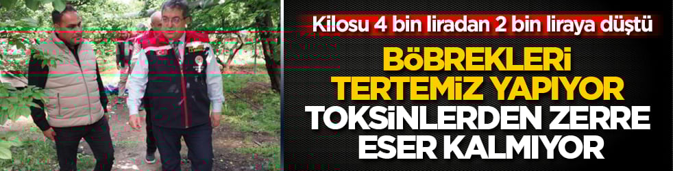 Kilosu 4 bin liradan 2 bin liraya düştü: Böbrekleri tertemiz yapıyor, toksinlerden zerre eser kalmıyor