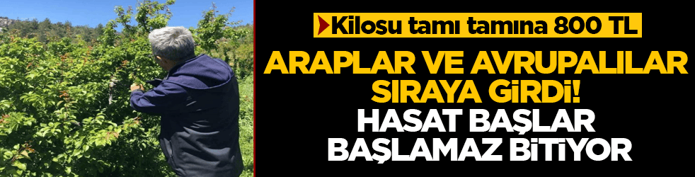 Kilosu tamı tamına 800 TL! Araplar ve Avrupalılar sıraya girdi, hasat başlar başlamaz bitiyor