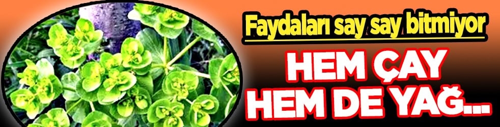 Kimse bunu bilmiyor! Antioksidan özellikleri bir hayli fazla şifa kaynağı...
