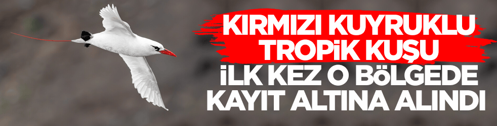 Kırmızı kuyruklu tropik kuşu ilk kez o bölgede kayıt altına alındı