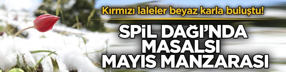 Kırmızı laleler beyaz karla buluştu! Spil Dağı’nda masalsı mayıs manzarası