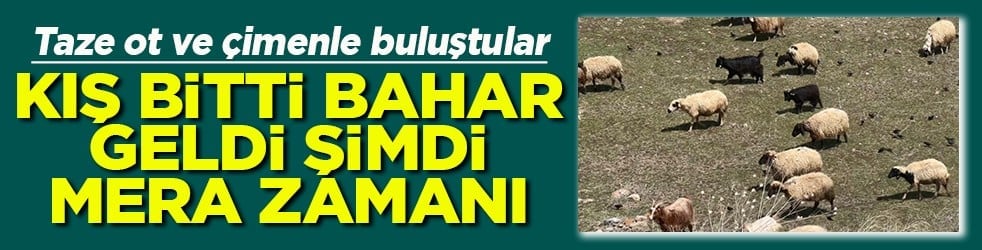 Kış bitti bahar geldi şimdi mera zamanı