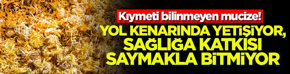 Kıymeti bilinmeyen mucize! Yol kenarında yetişiyor, sağlığa katkısı saymakla bitmiyor