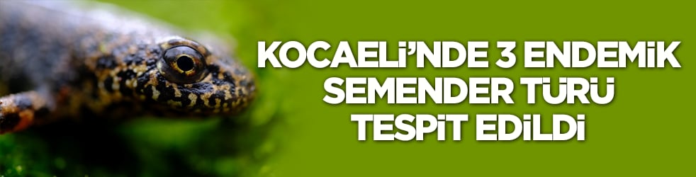 Kocaeli’nde 3 endemik semender türü tespit edildi