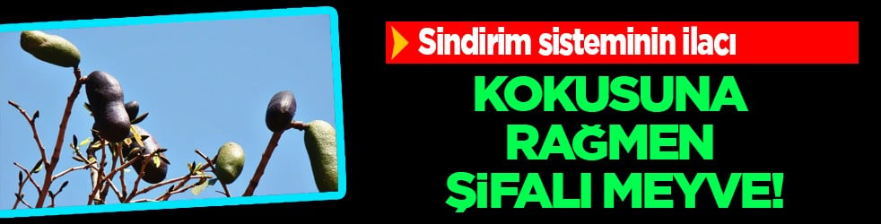 Kokuşmuş ayak ağacı dikkat çekiyor... Kokusuna rağmen şifalı meyve: Sindirim sisteminin ilacı