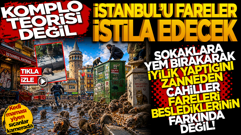 Komplo teorisi değil! İstanbul’u Fareler istila edecek! Sokaklara yem bırakarak iyilik yaptığını zanneden cahiller fareleri besliyor.