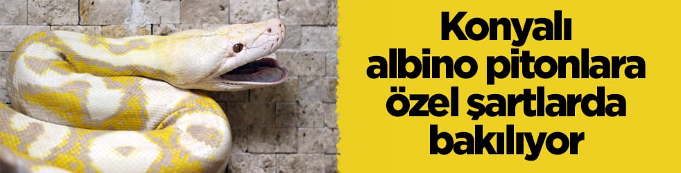 Konyalı albino pitonlara özel şartlarda bakılıyor