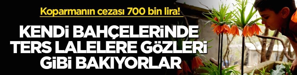 Koparmanın cezası 700 bin lira! Kendi bahçelerinde ters lalelere gözleri gibi bakıyorlar