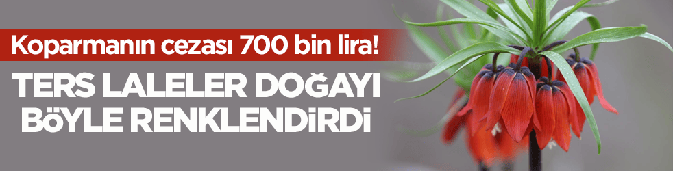 Koparmanın cezası 700 bin lira! Ters laleler doğayı böyle renklendirdi