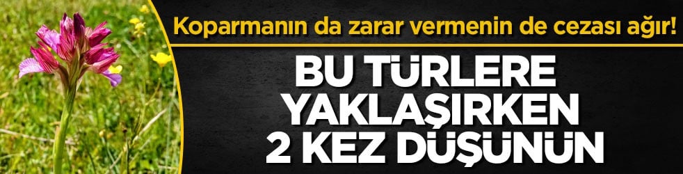 Koparmanın da zarar vermenin de cezası ağır! Bu türlere yaklaşırken 2 kez düşünün