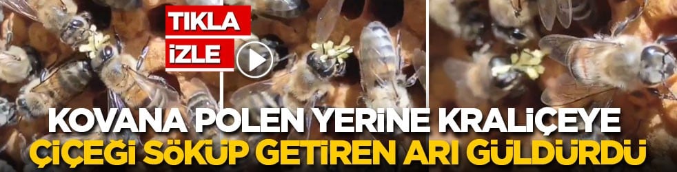 Kovana polen yerine çiçeği koparıp kraliçeye getiren arı gülümsetti