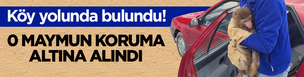 Köy yolunda bulundu! O maymun koruma altına alındı