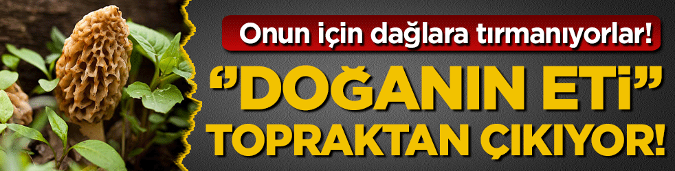 Köylüler onun için dağlara tırmanıyor: ''Doğanın eti'' topraktan çıkıyor!
