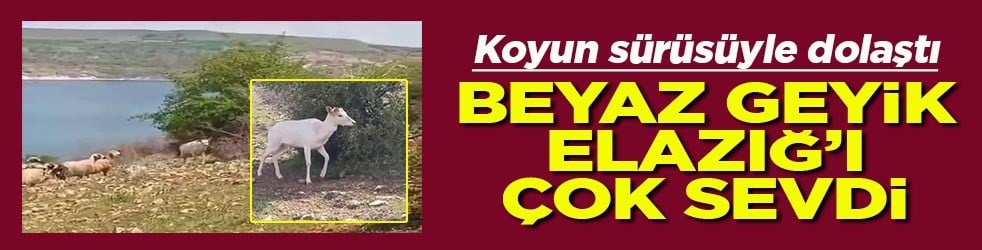 Koyun sürüsüyle dolaştı Beyaz geyik Elazığ’ı çok sevdi