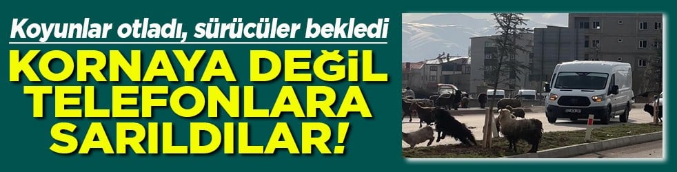 Koyunlar otladı, sürücüler bekledi Kornaya değil telefonlara sarıldılar
