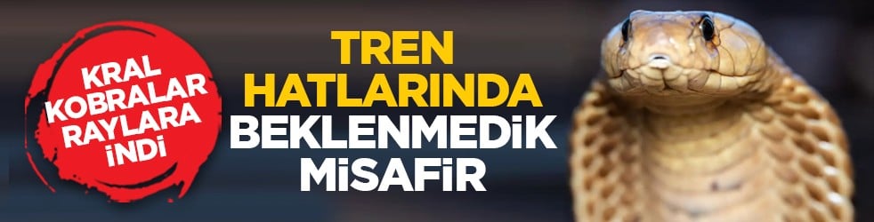 Kral kobralar raylara indi: Tren hatlarında beklenmedik misafir