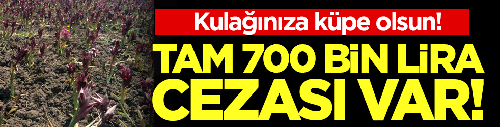 Kulağınıza küpe olsun: Tam 700 bin lira cezası var!