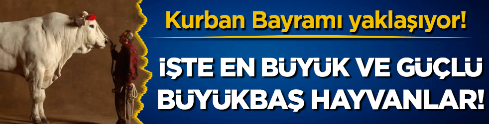 Kurban Bayramı'na az zaman kaldı! İşte dünyanın en büyük ve güçlü büyükbaş hayvanları!