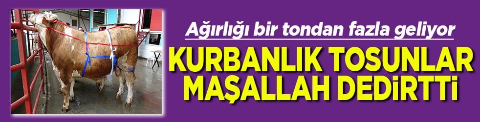 Kurbanlık tosunlar maşallah dedirtti