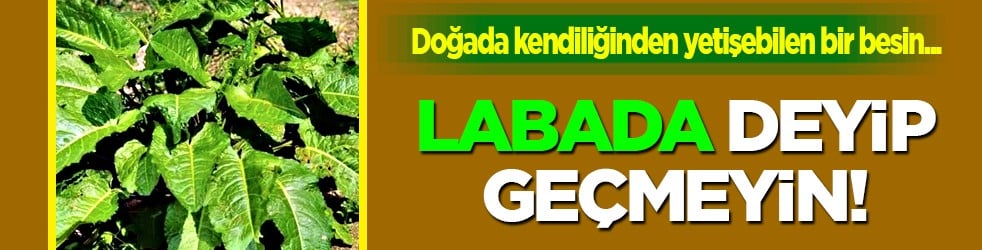 Labadanın zararları, yan etkileri var mıdır? Evelik otu olarak da biliniyor...