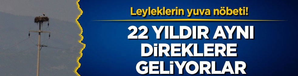 Leyleklerin yuva nöbeti! 22 yıldır aynı direklere geliyorlar