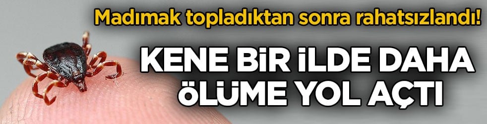 Madımak topladıktan sonra rahatsızlandı! Kene bir ilde daha ölüme yol açtı