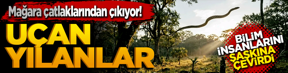 Mağara çatlaklarından çıkıyor! Uçan yılanlar bilim dünyasını şaşkına çevirdi
