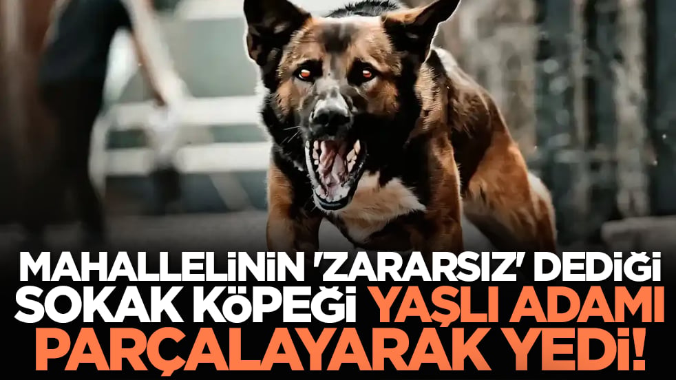 Mahallelinin 'zararsız' dediği sokak köpeği, yaşlı adamı parçalayarak yedi!