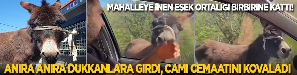Mahalleye inen eşek ortalığı birbirine kattı: Anıra anıra dükkanlara girdi, cami cemaatini kovaladı