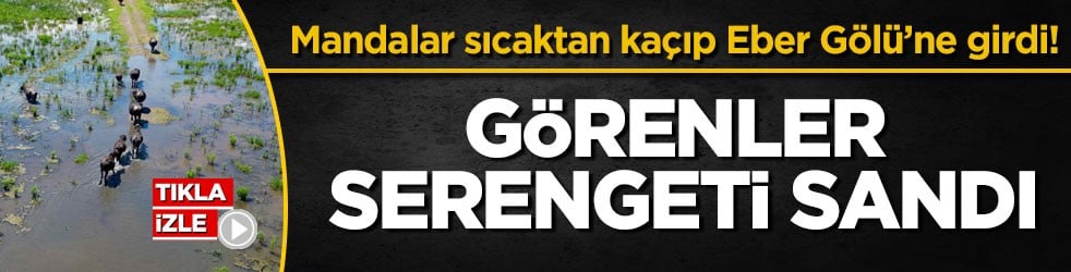 Mandalar sıcaktan kaçıp Eber Gölü’ne girdi! Görenler Serengeti sandı