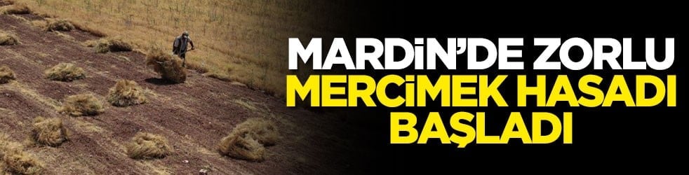 Mardin’de zorlu mercimek hasadı başladı
