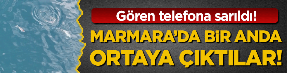 Marmara'da bir anda ortaya çıktılar! Gören telefona sarıldı!