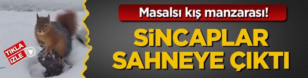Masalsı kış manzarası! Sincaplar sahneye çıktı